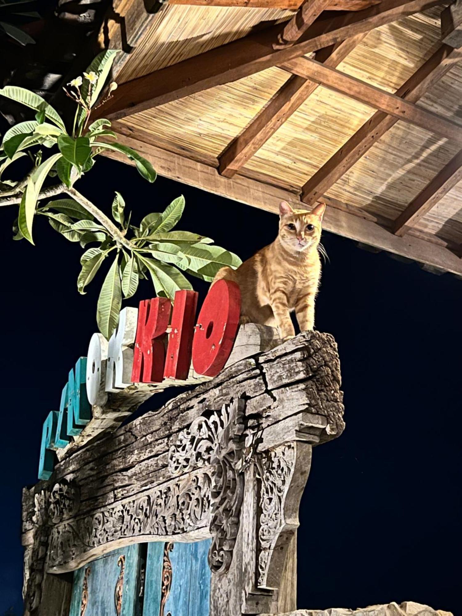 Pinokkio B&B Restaurant Ungasan Zewnętrze zdjęcie